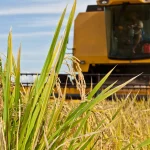 FAD concede subvenção de 11,5 milhões de USD para aumentar a produção de arroz através da irrigação