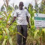 Produção de trigo e milho em África poderá cair 20% até 2050 sem adaptação climática